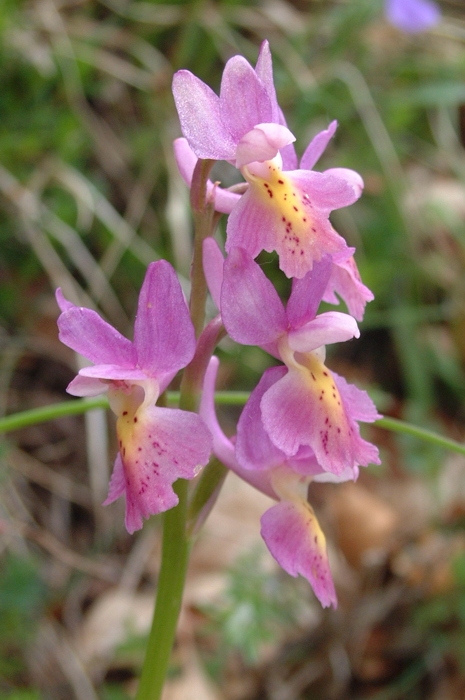 Orchis x colemanii (ibrido: Or. mascula x Or. pauciflora)